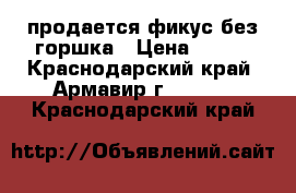 продается фикус без горшка › Цена ­ 500 - Краснодарский край, Армавир г.  »    . Краснодарский край